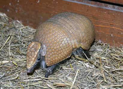 動物図鑑・ミツオビアルマジロ